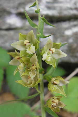 Epipactis greuteri \ Greuters Ständelwurz / Greuter's Helleborine, Kroatien/Croatia,  Medvednica 1.8.2011 