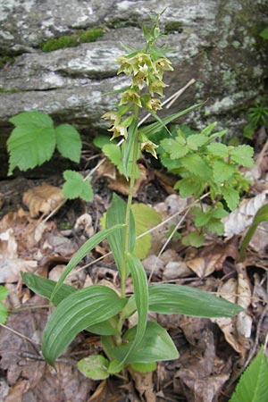 Epipactis greuteri \ Greuters Ständelwurz / Greuter's Helleborine, Kroatien/Croatia,  Medvednica 1.8.2011 