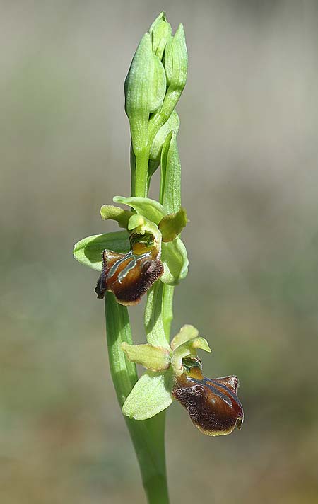 Ophrys grammica \ Grammos-Ragwurz / Grammos Orchid, Kroatien/Croatia,  Gruda 31.3.2015 (Photo: Helmut Presser)