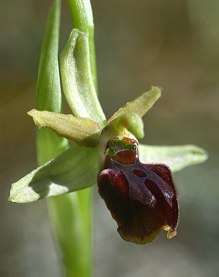 Ophrys grammica \ Grammos-Ragwurz / Grammos Orchid, Kroatien/Croatia,  Gruda 31.3.2015 (Photo: Helmut Presser)