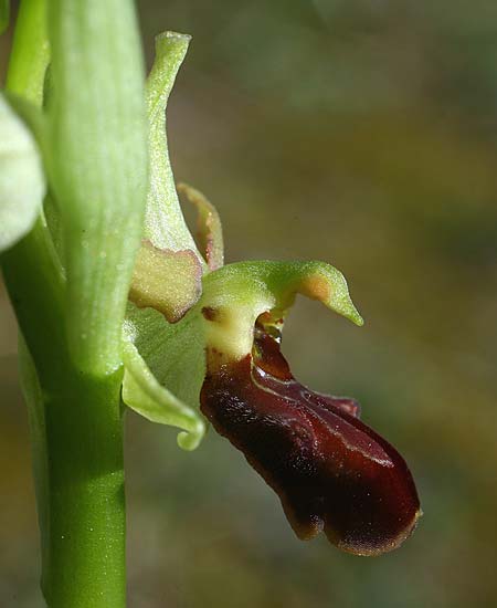 Ophrys grammica \ Grammos-Ragwurz / Grammos Orchid, Kroatien/Croatia,  Gruda 31.3.2015 (Photo: Helmut Presser)