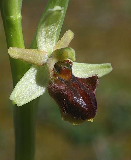 Ophrys grammica \ Grammos-Ragwurz / Grammos Orchid, Kroatien/Croatia,  Gruda 31.3.2015 (Photo: Helmut Presser)