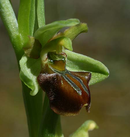 Ophrys grammica \ Grammos-Ragwurz / Grammos Orchid, Kroatien/Croatia,  Gruda 31.3.2015 (Photo: Helmut Presser)