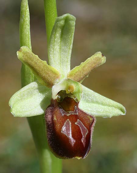 Ophrys grammica \ Grammos-Ragwurz / Grammos Orchid, Kroatien/Croatia,  Gruda 31.3.2015 (Photo: Helmut Presser)