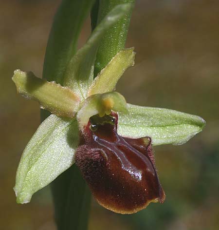 Ophrys grammica \ Grammos-Ragwurz / Grammos Orchid, Kroatien/Croatia,  Gruda 31.3.2015 (Photo: Helmut Presser)