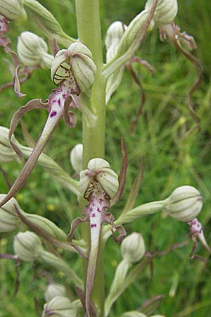 Himantoglossum adriaticum \ Adriatische Riemenzunge / Adriatic Lizard Orchid, Kroatien/Croatia,  Istrien/Istria, Gracisce 27.5.2006 