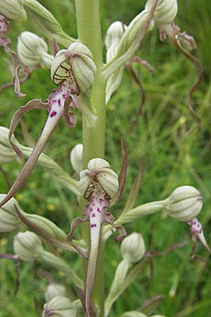 Himantoglossum adriaticum \ Adriatische Riemenzunge, Kroatien,  Istrien, Gracisce 27.5.2006 