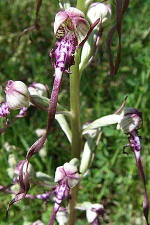 Himantoglossum adriaticum \ Adriatische Riemenzunge / Adriatic Lizard Orchid, Kroatien/Croatia,  Zagorje 31.5.2008 
