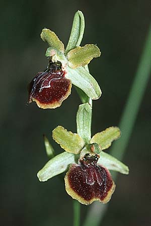 Ophrys illyrica, Kroatien/Croatia  Istrien/Istria, Bale 29.5.2006 