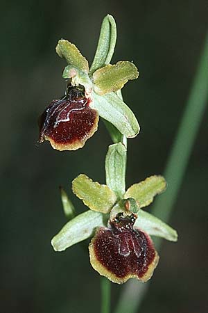 Ophrys illyrica \ Illyrische Ragwurz / Illyrian Spider Orchid, Kroatien/Croatia,  Istrien/Istria, Bale 29.5.2006 