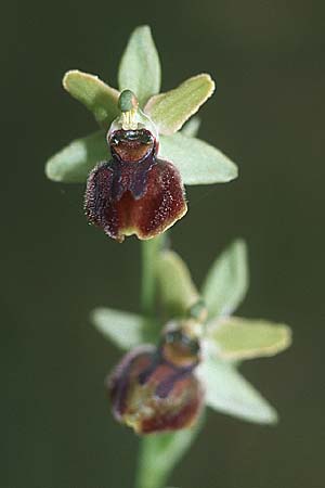 Ophrys illyrica \ Illyrische Ragwurz / Illyrian Spider Orchid, Kroatien/Croatia,  Istrien/Istria, Bale 29.5.2006 