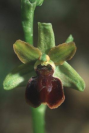 Ophrys illyrica \ Illyrische Ragwurz / Illyrian Spider Orchid, Kroatien/Croatia,  Cres 11.5.2002 (Photo: Helmut Presser)