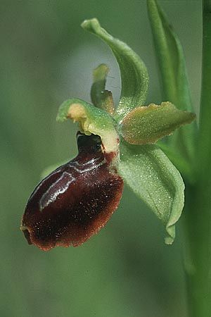 Ophrys illyrica \ Illyrische Ragwurz / Illyrian Spider Orchid, Kroatien/Croatia,  Cres 11.5.2002 (Photo: Helmut Presser)