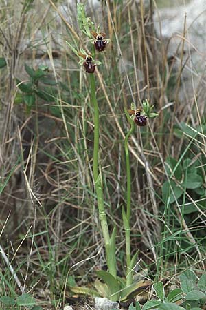 Ophrys incubacea \ Schwarze Ragwurz / Black Spider Orchid, Kroatien/Croatia,  Korcula, Prizba 5.4.2006 