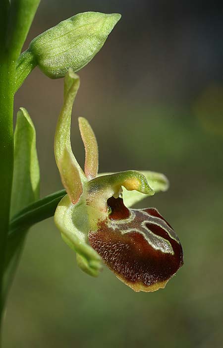 Ophrys incantata \ Faszinierende Ragwurz / Fascinating Spider Orchid, Kroatien/Croatia,  Zecevo 29.3.2015 (Photo: Helmut Presser)