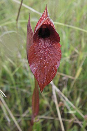 Serapias istriaca \ Istrischer Zungenständel, Kroatien,  Istrien, Premantura 30.5.2006 