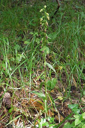 Epipactis leptochila subsp. dinarica \ Dinarische Ständelwurz / Dinarian Helleborine, Kroatien/Croatia,  Ucka 18.7.2010 