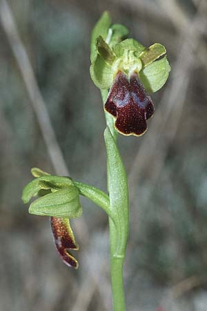 Ophrys bilunulata subsp. punctulata \ Gepunktete Ragwurz / Punctate Ophrys, Kroatien/Croatia,  Hvar, Stari Grad 6.4.2006 