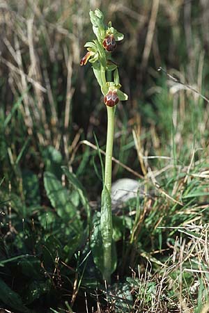 Ophrys bilunulata subsp. punctulata \ Gepunktete Ragwurz / Punctate Ophrys, Kroatien/Croatia,  Hvar, Stari Grad 7.4.2006 