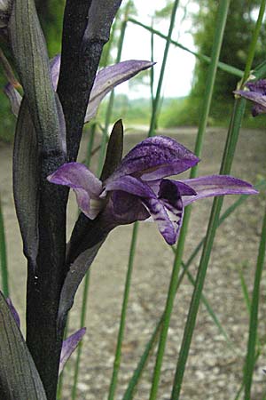 Limodorum abortivum \ Violetter Dingel / Violet Limodore, Kroatien/Croatia,  Istrien/Istria, Gracisce 27.5.2006 