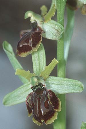 Ophrys liburnica \ Liburnische Ragwurz, Kroatien,  Peljesac, Ston 4.4.2006 