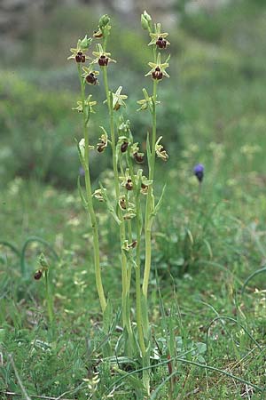 Ophrys liburnica \ Liburnische Ragwurz / Liburnian Spider Orchid, Kroatien/Croatia,  Korcula, Prizba 5.4.2006 