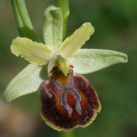 Ophrys liburnica \ Liburnische Ragwurz / Liburnian Spider Orchid, Kroatien/Croatia,  Gruda 8.4.2015 (Photo: Helmut Presser)