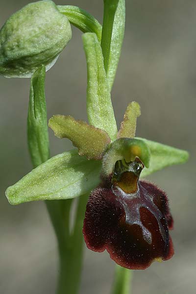 Ophrys liburnica \ Liburnische Ragwurz / Liburnian Spider Orchid, Kroatien/Croatia,  Gruda 8.4.2015 (Photo: Helmut Presser)