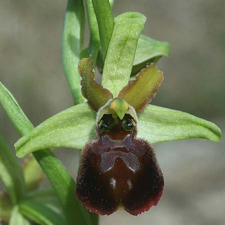 Ophrys liburnica \ Liburnische Ragwurz, Kroatien,  Gruda 8.4.2015 (Photo: Helmut Presser)