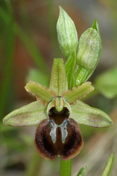 Ophrys liburnica \ Liburnische Ragwurz, Kroatien,  Cres 10.5.2010 (Photo: Roko Cicmir)