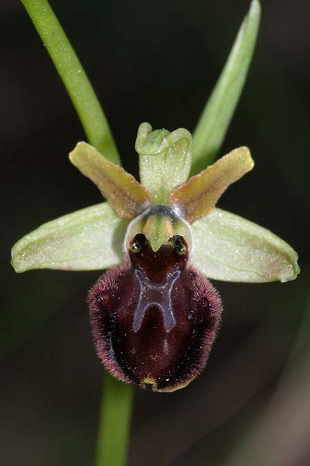 Ophrys liburnica \ Liburnische Ragwurz / Liburnian Spider Orchid, Kroatien/Croatia,  Lastovo 15.3.2008 (Photo: Roko Cicmir)