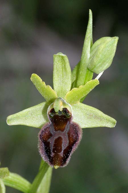 Ophrys liburnica \ Liburnische Ragwurz / Liburnian Spider Orchid, Kroatien/Croatia,  Lastovo 15.3.2008 (Photo: Roko Cicmir)