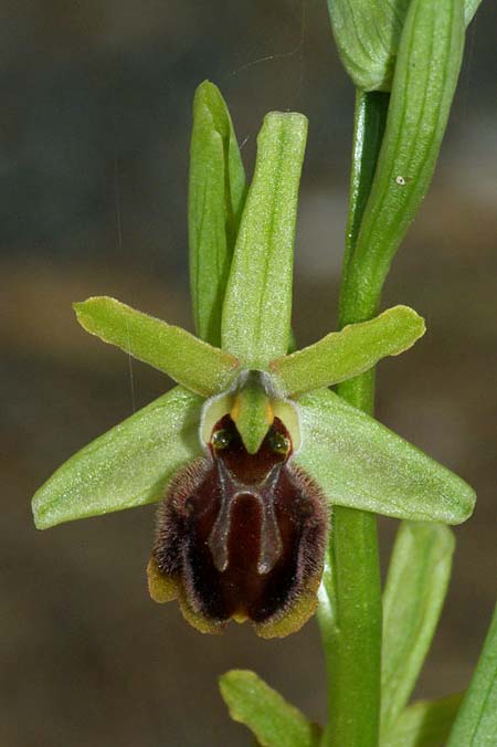 Ophrys liburnica \ Liburnische Ragwurz / Liburnian Spider Orchid, Kroatien/Croatia,  Mljet 25.3.2009 (Photo: Roko Cicmir)