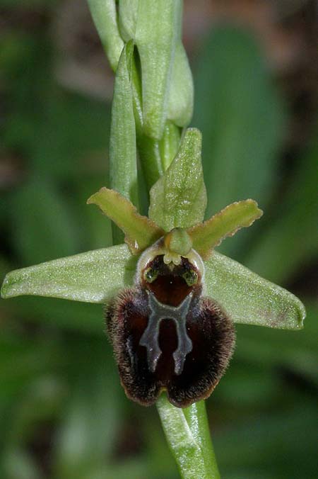 Ophrys liburnica \ Liburnische Ragwurz, Kroatien,  Mljet 25.3.2009 (Photo: Roko Cicmir)