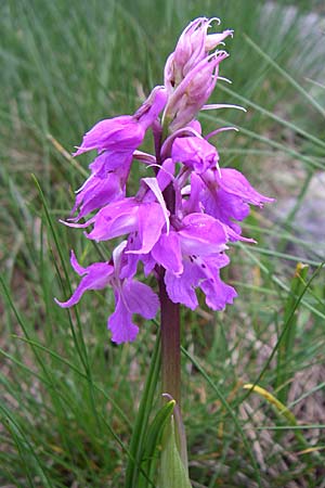 Orchis mascula subsp. speciosa \ Prächtiges Knabenkraut / Splendid Early Purple Orchid, Kroatien/Croatia,  Velebit Zavizan 4.6.2008 