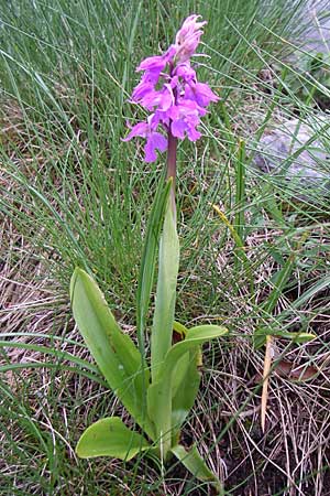 Orchis mascula subsp. speciosa \ Prächtiges Knabenkraut / Splendid Early Purple Orchid, Kroatien/Croatia,  Velebit Zavizan 4.6.2008 