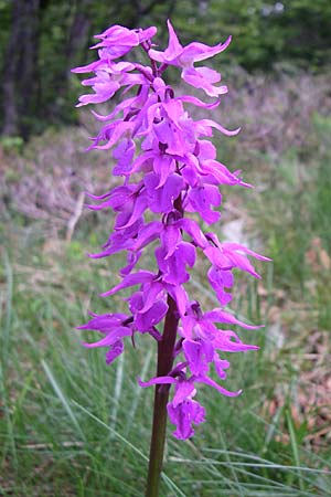 Orchis mascula subsp. speciosa \ Prächtiges Knabenkraut / Splendid Early Purple Orchid, Kroatien/Croatia,  Velebit Zavizan 4.6.2008 