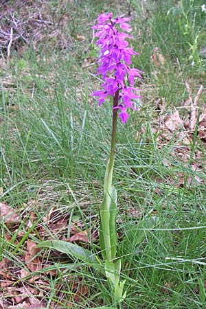 Orchis mascula subsp. speciosa \ Prächtiges Knabenkraut / Splendid Early Purple Orchid, Kroatien/Croatia,  Velebit Zavizan 4.6.2008 
