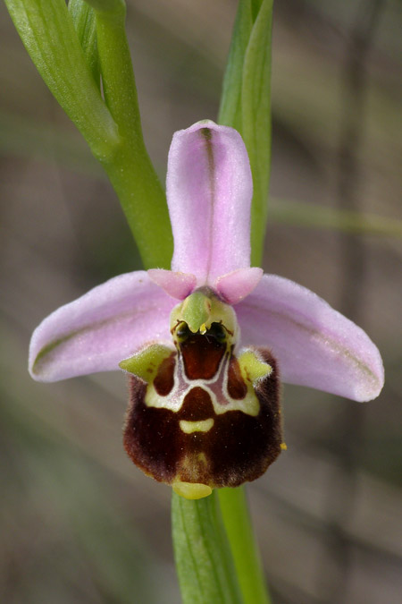 Ophrys medea \ Medea-Ragwurz / Medea Orchid, Kroatien/Croatia,  Cres 9.5.2010 (Photo: Roko Cicmir)