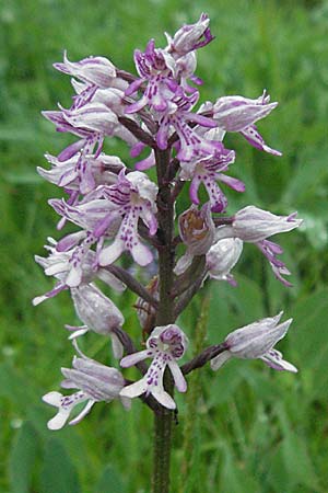 Orchis militaris \ Helm-Knabenkraut / Military Orchid, Kroatien/Croatia,  Plitvicka 3.6.2006 