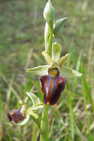 Ophrys montenegrina \ Montenegrinische Ragwurz / Montenegro Spider Orchid, Kroatien/Croatia,  Gruda 3.4.2006 