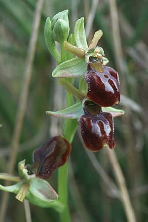 Ophrys montenegrina \ Montenegrinische Ragwurz, Kroatien,  Gruda 3.4.2006 