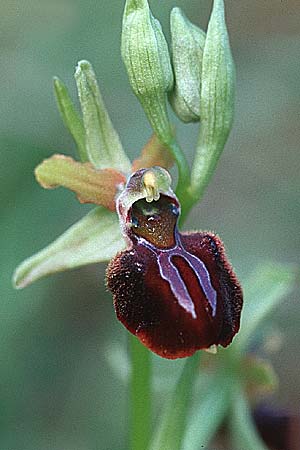 Ophrys montenegrina \ Montenegrinische Ragwurz / Montenegro Spider Orchid, Kroatien/Croatia,  Gruda 3.4.2006 