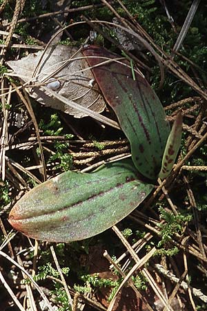 Neotinea maculata \ Keuschorchis (Rosette), Kroatien,  Gruda 3.4.2006 