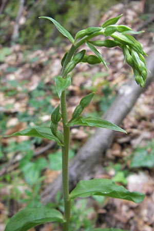 Epipactis nordeniorum \ Nordens Ständelwurz / Norden's Helleborine, Kroatien/Croatia,  Medvednica 18.7.2010 