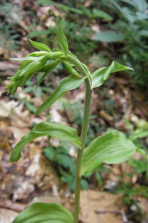 Epipactis nordeniorum \ Nordens Ständelwurz / Norden's Helleborine, Kroatien/Croatia,  Medvednica 18.7.2010 