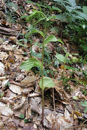 Epipactis nordeniorum \ Nordens Ständelwurz / Norden's Helleborine, Kroatien/Croatia,  Medvednica 18.7.2010 