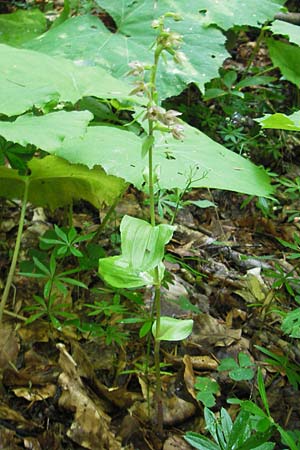 Epipactis nordeniorum \ Nordens Ständelwurz / Norden's Helleborine, Kroatien/Croatia,  Medvednica 1.8.2011 