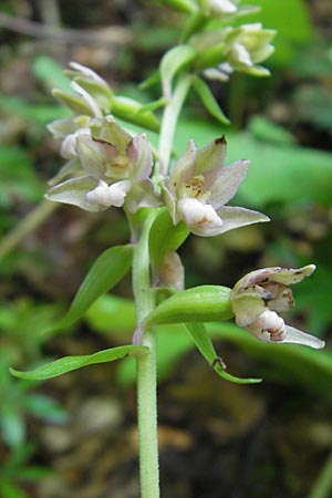 Epipactis nordeniorum \ Nordens Ständelwurz / Norden's Helleborine, Kroatien/Croatia,  Medvednica 1.8.2011 