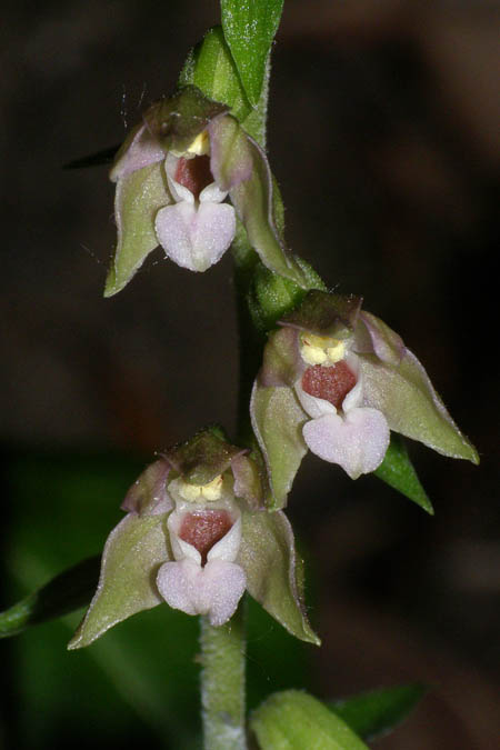 Epipactis nordeniorum \ Nordens Ständelwurz / Norden's Helleborine, Kroatien/Croatia,  Medvednica 15.8.2009 (Photo: Roko Cicmir)